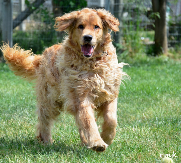 rescue goldens near me