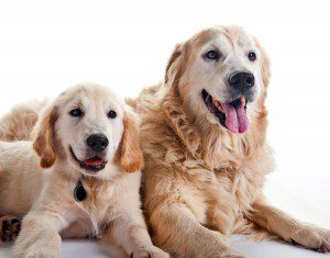 Goldens-Young-and-Adult