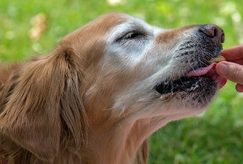 homeward bound golden retriever rescue available dogs