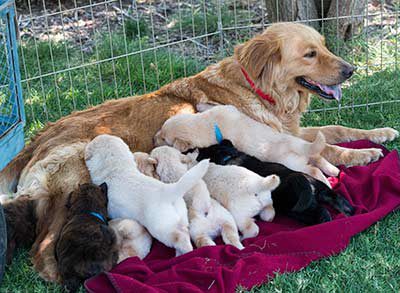 Irish_Puppies_Web Golden Puppies