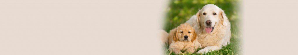 homeward bound golden retriever rescue and sanctuary