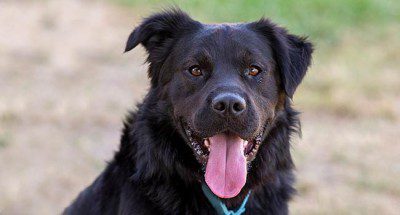 homeward bound golden retriever rescue available dogs
