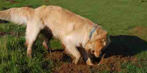 image of dog digging