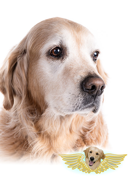 image of senior dog and Golden Angel logo