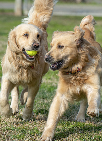Image of dogs at play
