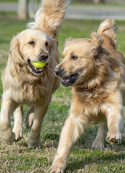 Golden retriever best sale rescues near me