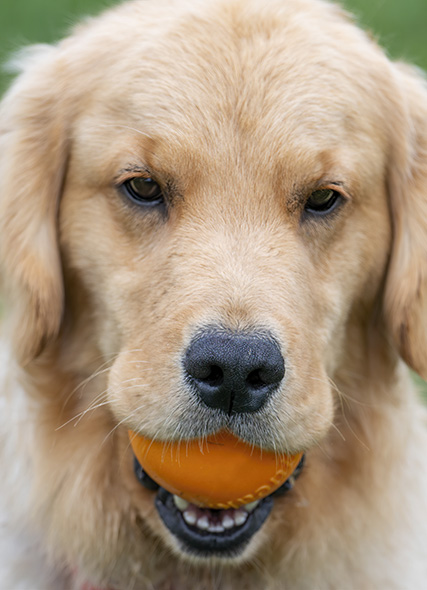 Golden angel dog with toy