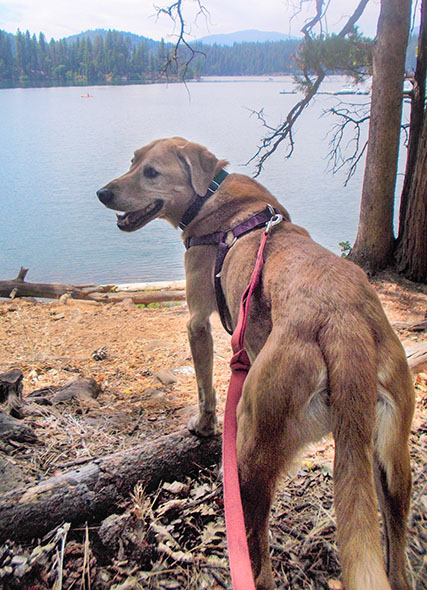 A labrador retriever at a lake