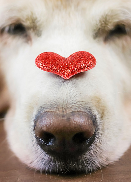 donate image of dog with heart