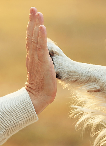 image of human donor and dog paw