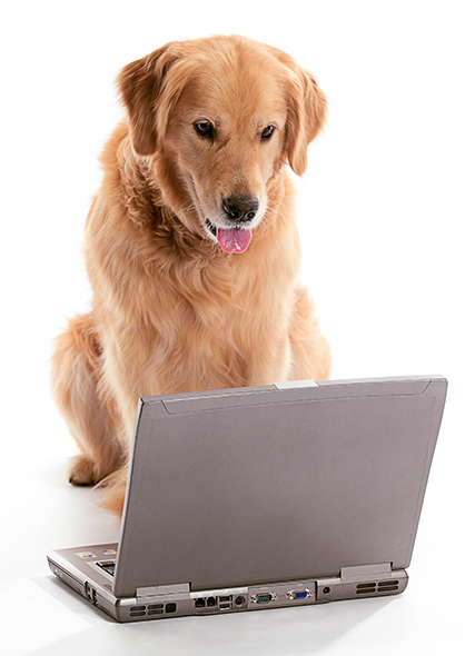 dog looking at a computer