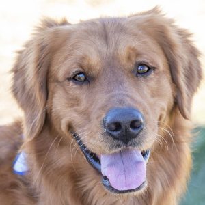 Golden Retriever dog