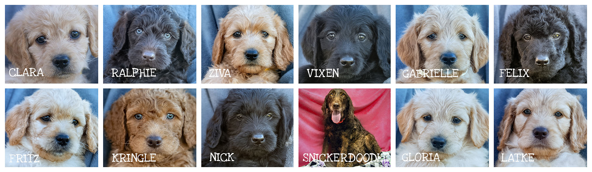 FOL PUPPY COLLAGE Puppy mill puppies