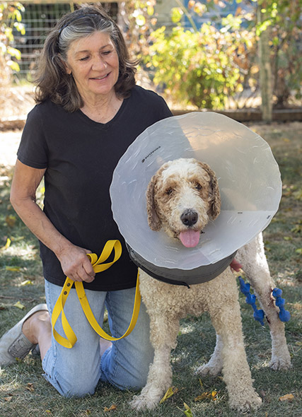 Homeward Bound Golden Retriever Rescue Foster and dog