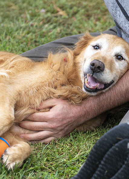 a senior golden angel dog in a person's lap