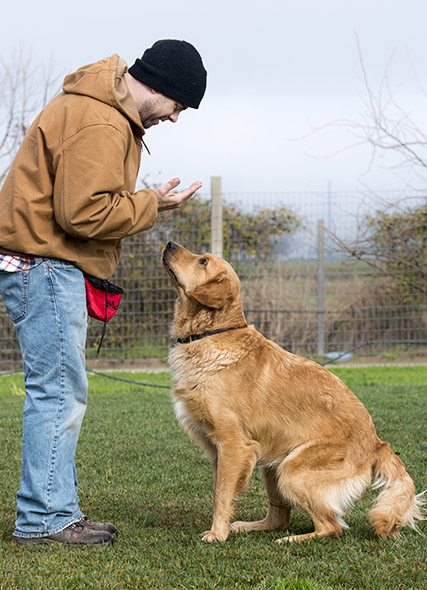 Dog training at Homeward Bound Golden Retriever Rescue