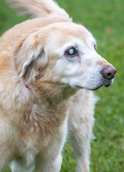 Blind Golden Angel Dog