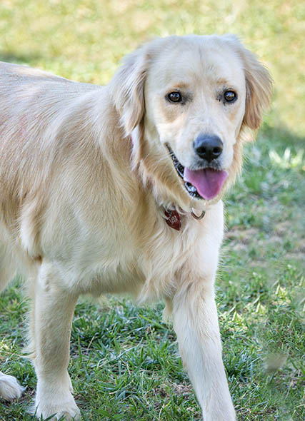 A golden retriever with special needs