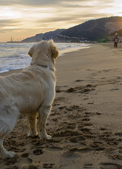 Dog standing alone on beach looking at distant human