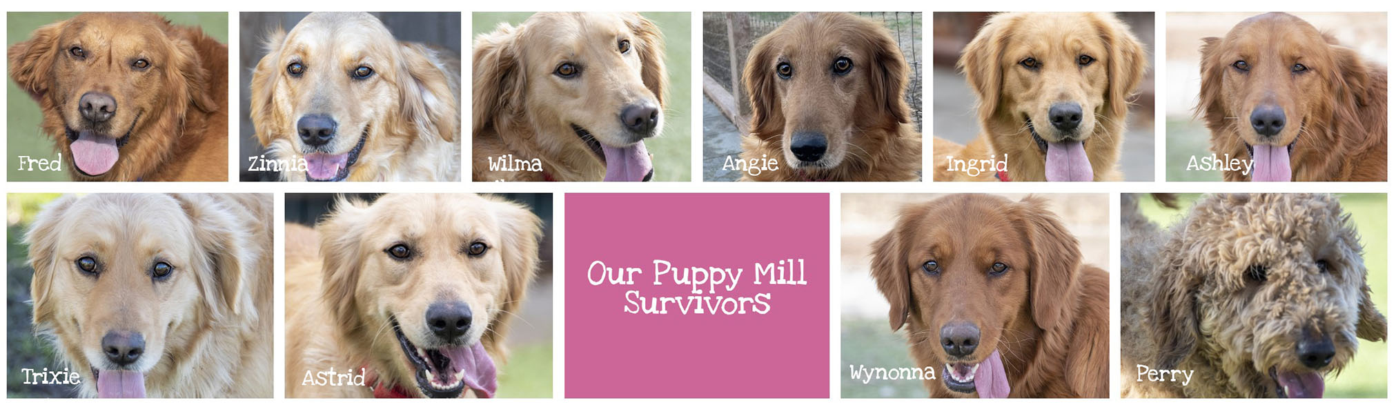 Puppy mill rescued dogs