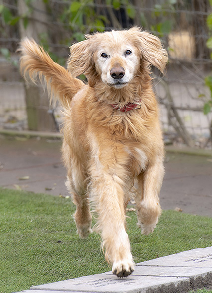 Homeward bound golden retriever rescue best sale available dogs