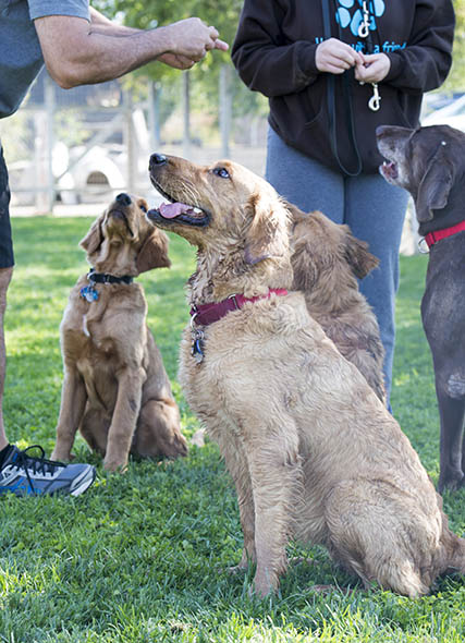 Homeward Bound Golden Retriever Rescue training resources class