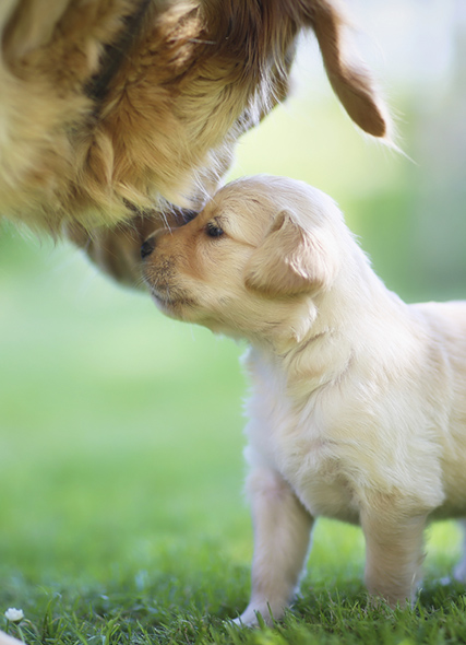 A mother dog and her pup from responsible breeder