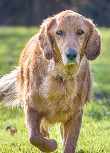 A golden retriever with special needs