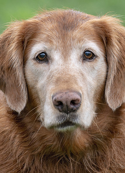 Homeward bound hot sale golden retrievers