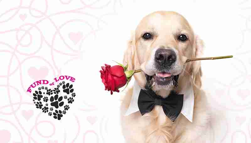 dog with rose and fund of love logo
