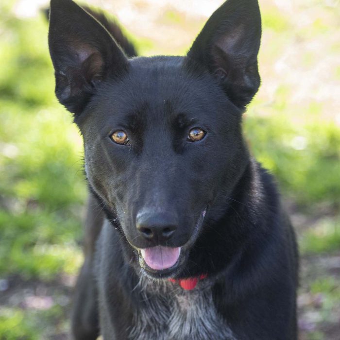 Shepherd Heeler mix dog