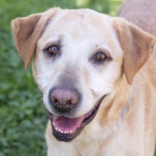 Labrador Retriever dog