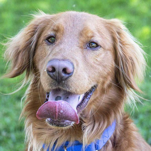 Home: Homeward Bound Golden Retriever Rescue & Sanctuary