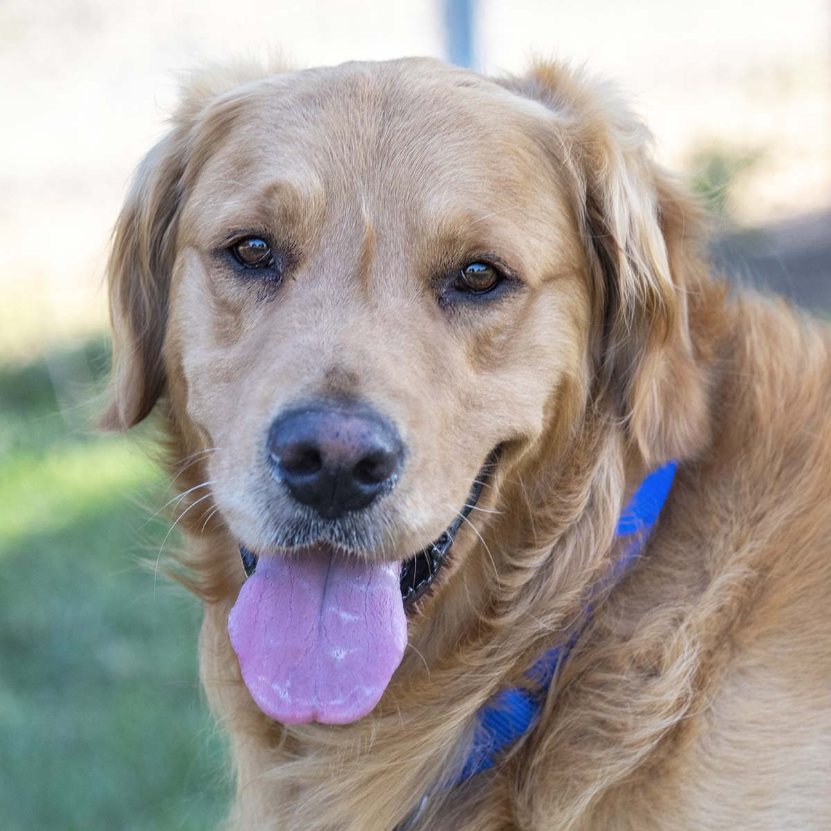 Home: Homeward Bound Golden Retriever Rescue & Sanctuary