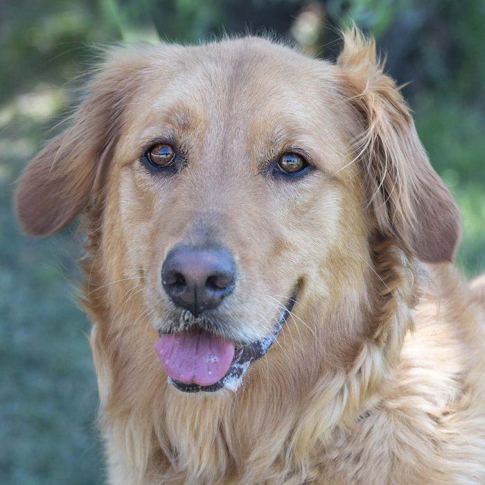 Home: Homeward Bound Golden Retriever Rescue & Sanctuary