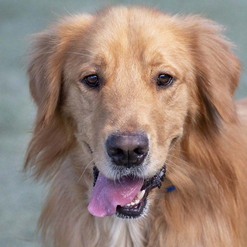 Home: Homeward Bound Golden Retriever Rescue & Sanctuary