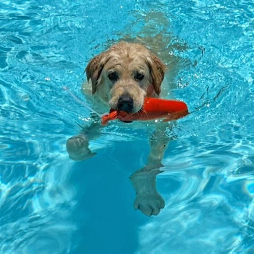 Golden Retriever Swimming
