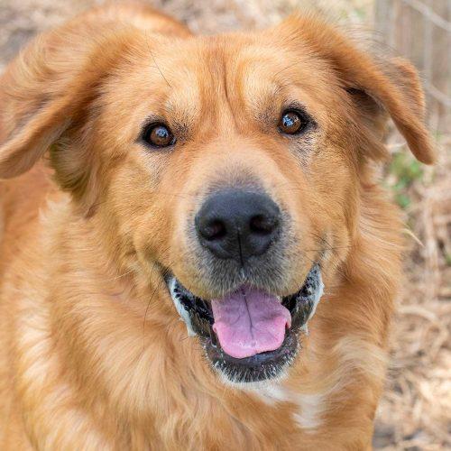 Golden Retriever Mix