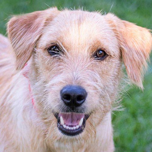 Golden Terrier Mix