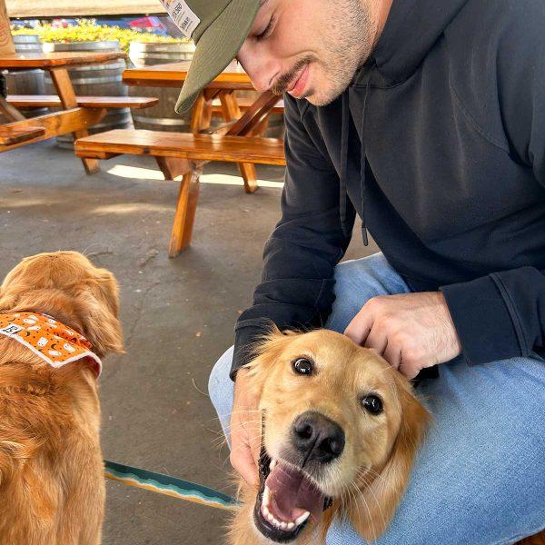 Golden Retriever Dog