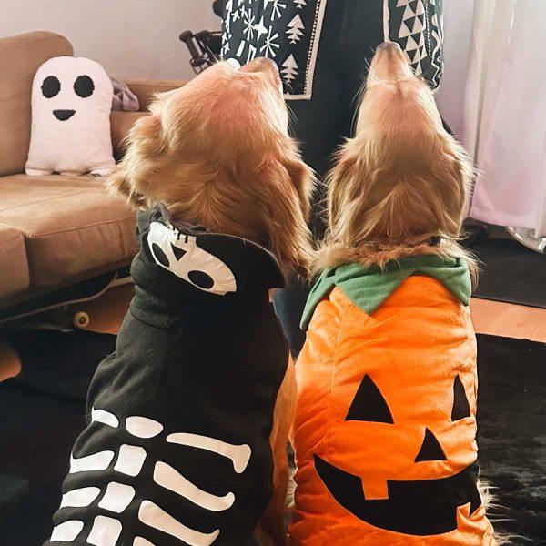 Golden Retrievers in Costume