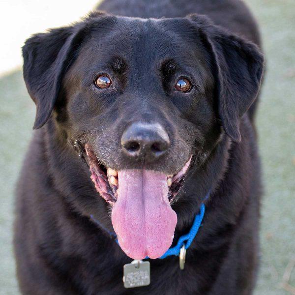 Labrador Retriever