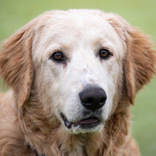 Golden Retriever Great Pyr Mix