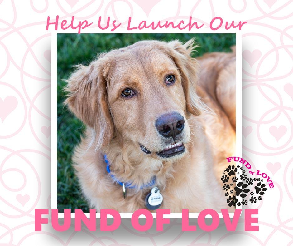 fund of love featured dog 