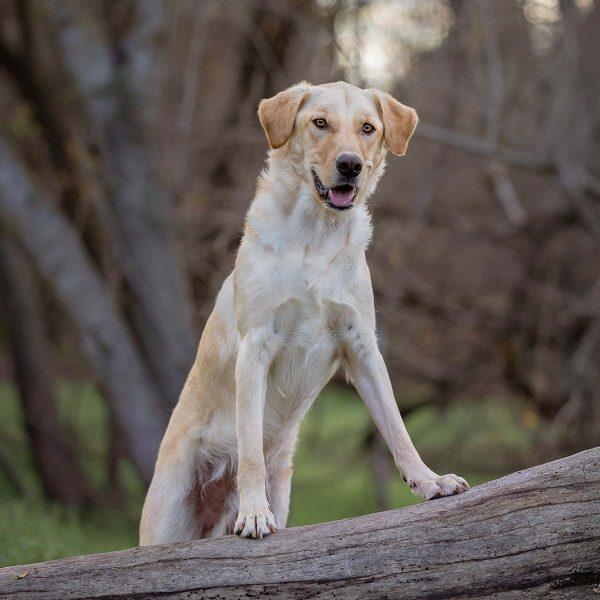 Golden Retriever Mix