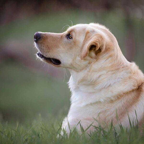 Golden Retriever Mix