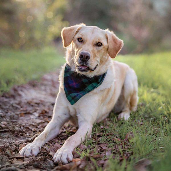 Golden Retriever Mix