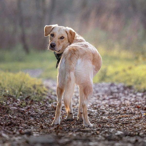 Golden Retriever Mix