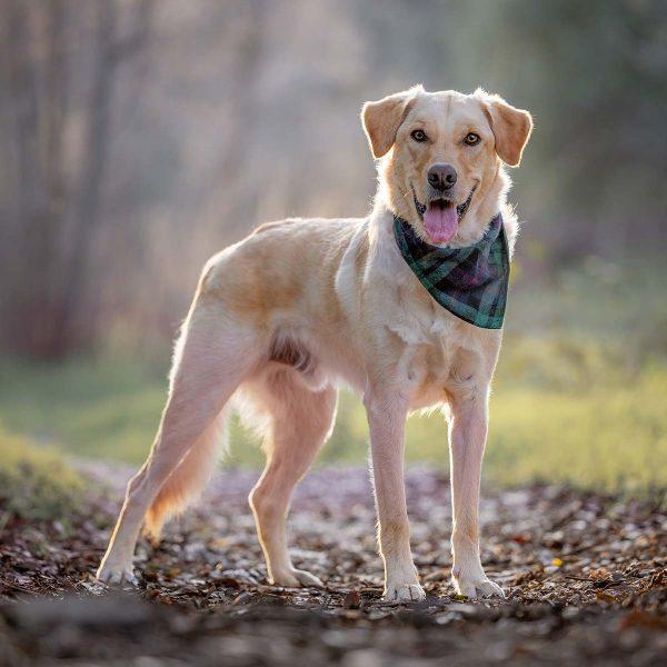 Golden Retriever Mix