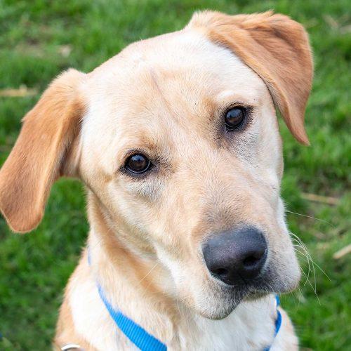 Yellow Labrador Retriever